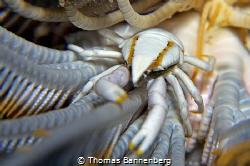 feather star squat lobster
NIKON D7000 in a Seacam "Prel... by Thomas Bannenberg 